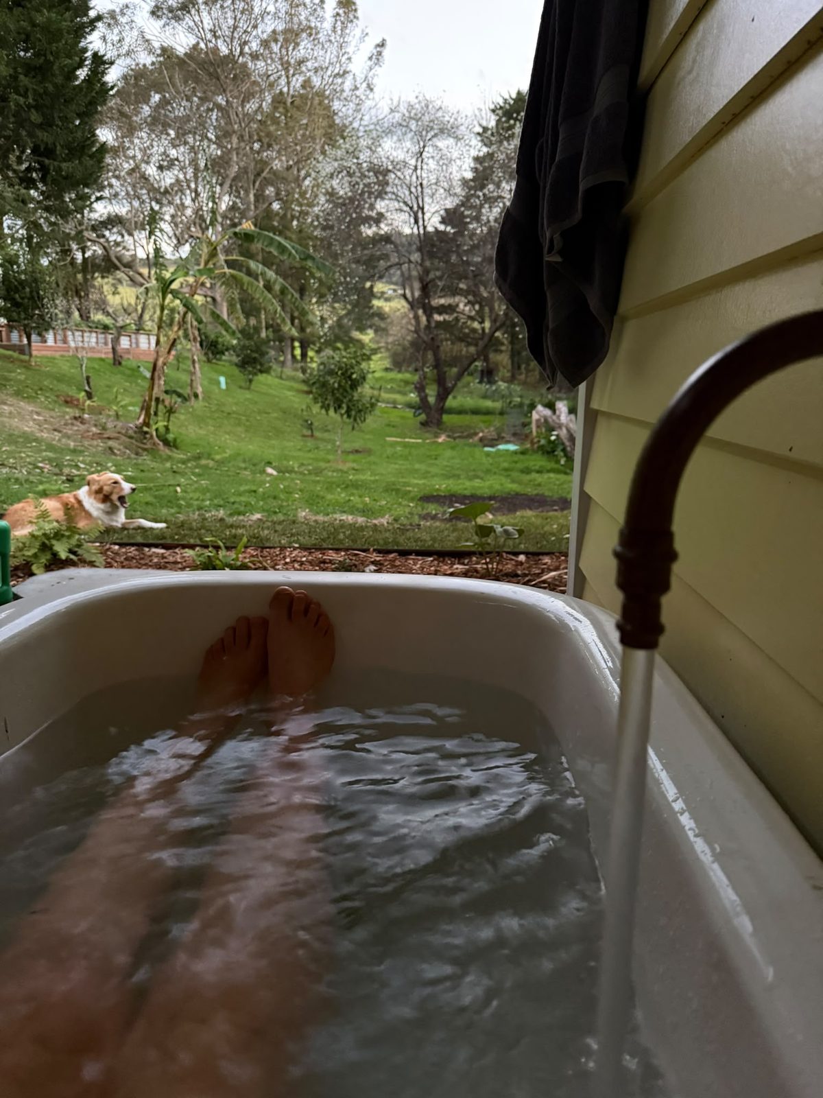 Looking out over the garden from a clawfoot bath.